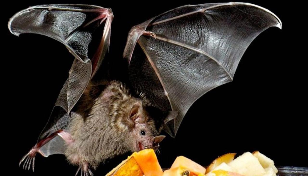 Pension Zur Fledermaus Waren  Esterno foto